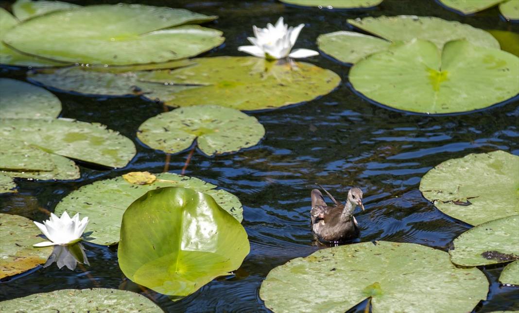 Türkiye’nin en büyük tek parça subasar ormanı 14